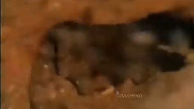 Медоед смешная озвучка
