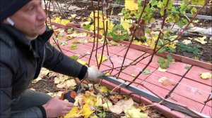 Многорукавная формировка винограда без сучка замещения по Скуиню.