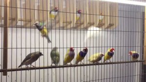 Кольца,чумиза ,пророст для Амадины Гульда.