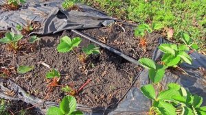 Капельный полив на клубнике. Как правильно?