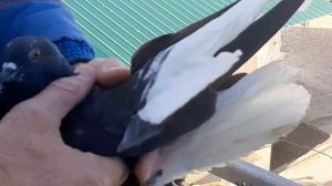 Николаевские голуби. Крым. Подкидки . 25.11. 20.