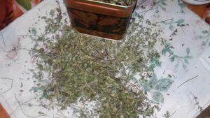 БОГОРОДСКАЯ ТРАВА- БЛАГОДАТЬ ДЛЯ ДОМА И ЗДОРОВЬЯ. ЗАГОТОВКА ЧАЯ.