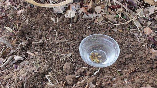 Growing & Germinating Guide For Russell Lupine (Lupinus polyphyllus) Seeds ~ Ep 83 смотреть онлайн