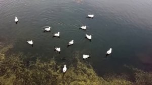 Как чайки охотятся на рыб - wideoчайки
