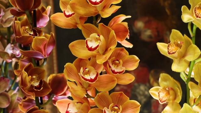 Цветочный Дом Самсон Букет любит баловать изысканным и шикарным ассортиментом разнообразных цветов. смотреть онлайн