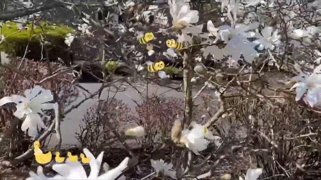 Flower series: Star Magnolia смотреть онлайн