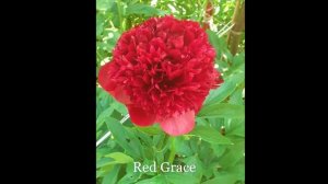 Пионы в моем саду   Коллекция Татьяны Бычковой