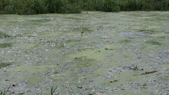 Замор рыбы в городе Пучеж, ивановской области на реке Пушавка. смотреть онлайн