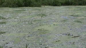 Замор рыбы в городе Пучеж, ивановской области на реке Пушавка.