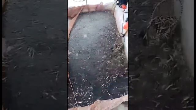 Shorts# Как ловят промысловики салатку корюшку на ловушках  Дальний Восток.mp4