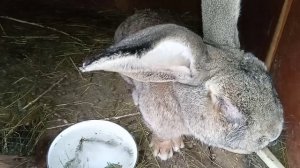 Сколько ест взрослый кролик фландр комбикорма в сутки .