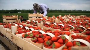 РАБОТА В ЕВРОПЕ ЗА ГРАНИЦЕЙ НА ФЕРМЕ ВАХТА С ПРОЖИВАНИЕМ В ШОТЛАНДИИ СБОР КЛУБНИКИ ДЛЯ ГРАЖДАН СНГ