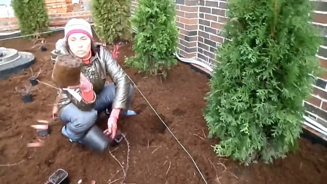 Посадка голубики, клюквы и брусники в торф.часть1 SAM 2328 смотреть онлайн