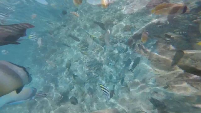 Our Indonesian trip ! Gili Air / Gili Meno / Lombok Island 2017 смотреть онлайн