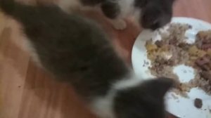Чем кормить месячных котят