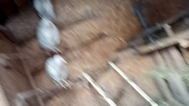 КАК И ЧЕМ ПОДКОРМИТЬ ЗИМОЙ КУРОЧЕК смотреть онлайн