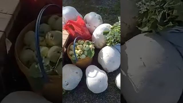 Огромные грибы семейства шампиньоновых