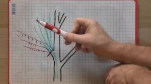 Как УПРАВЛЯТЬ РОСТОМ ДЕРЕВА в саду. Методы усиления и снижения роста.