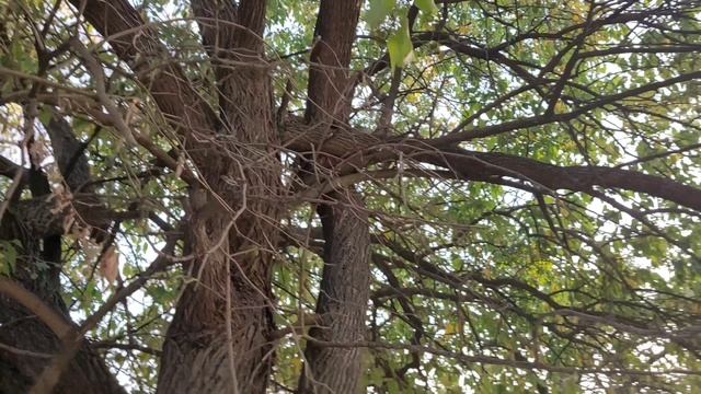 Маклюра и не только смотреть онлайн