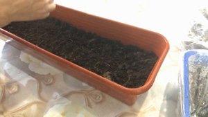 Первые всходы рассады баклажанов Лука чернушки   Первая подкормка