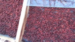 Кизил сушеный продлит вашу жизнь.