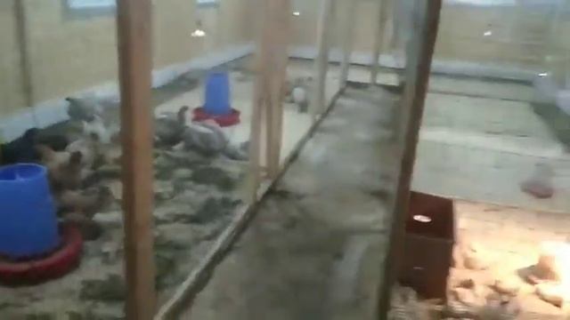 Условия кур.Курятник своими руками. Домашняя курица.Фермер Илюшкин Антон. смотреть онлайн