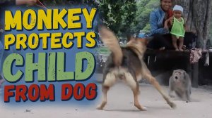 Macaque protects from a dog and has breakfast
