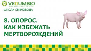 Опорос. Как избежать мертворождений