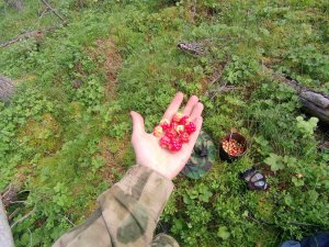 Сокровище Севера - морошка