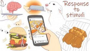 КАК ПОХУДЕТЬ БЕЗ ДИЕТ И УПРАЖНЕНИЙ (анимация)