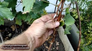 ? Вот почему САЖЕНЦЫ ВИНОГРАДА ПЛОХО ВЫЗРЕВАЮТ!  Неприятная правда о НИЗКОЙ, "ГЛУБОКОЙ" ЧЕКАНКЕ.