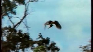 Джунгли  Монстры амазонки (ОНТ+Первый, сентябрь 2005)