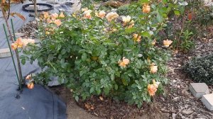 Роза HANSESTADT ROSTOCK. Выдержала 2 месяца дождей и 3 дня очень сильного ветра. 24.10.2021