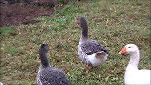 Моя  жизнь в   ДЕРЕВНЕ  РЕГИОН 60.  ХЛЕБ. как лакомство. КРИВОХВОСТ.  Ужин при  фонарике.