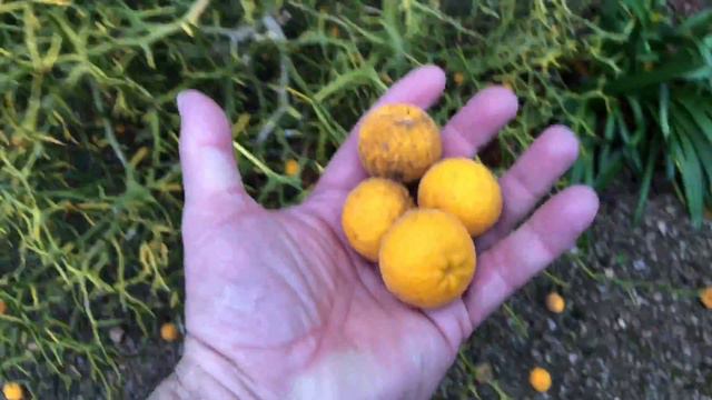 02 Wonderfull Pouncers Trifoliata смотреть онлайн