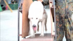Дрессировка собак в Одессе. Центр дрессировки собак "SMART-DOG"