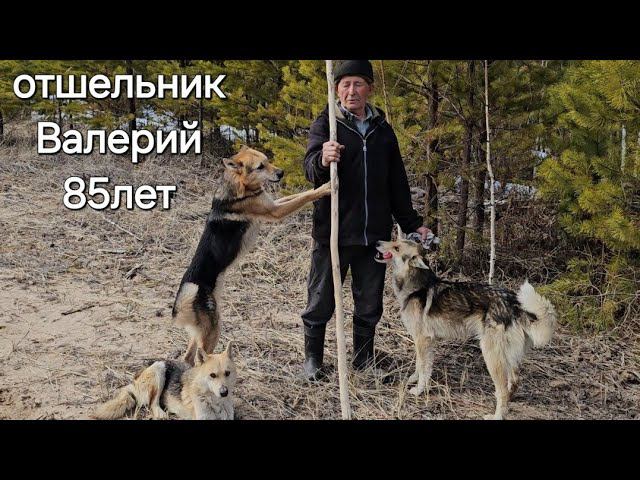 ОТШЕЛЬНИК ВАЛЕРИЙ 85 лет/МЕДВЕДЬ ПРОСНУЛСЯ #жизньвтайге #отшельник #тайга #степанабронин