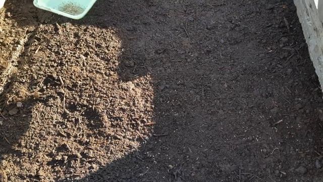 Астра без пикировки и без лишних хлопот!Простой способ посева! смотреть онлайн