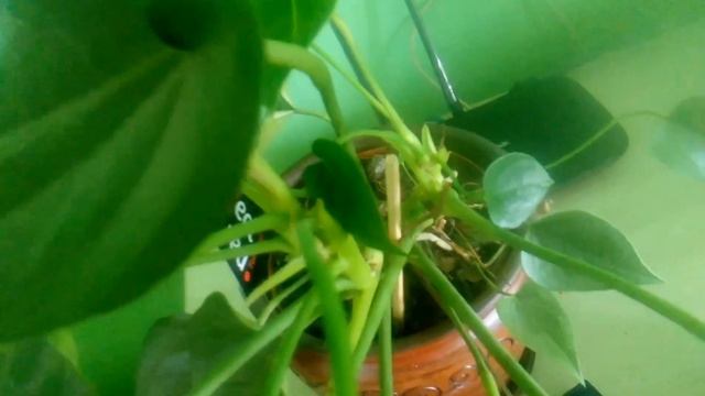 Anthurium - o noua inflorire смотреть онлайн