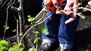 Вредители смородины Уход за смородиной на даче