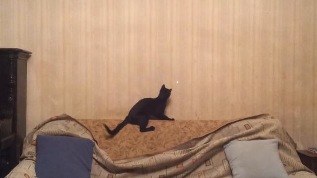 кошка с лазером в аккомпанименте собаки смотреть онлайн