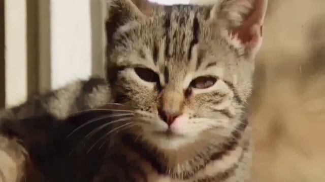 ВОНЮЧКИ ЗАВОНЯЛИ ЛАРГУС. ПИРАТСКАЯ ЖИЗНЬ. ОБЗОР. смотреть онлайн