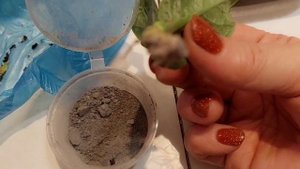 Как  черенковать крупнолисную гортензию осенью ?