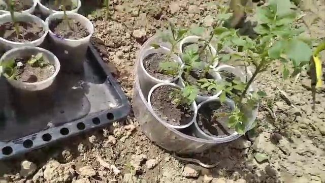 эксперимент. Картофель из ростков. Украина. Сарпо Мира. 2021. част 3 смотреть онлайн