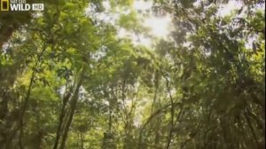Animal Planet National Geographic  The Perfect Paradise  Wild Amazon