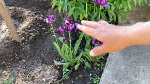 ТЮЛЬПАНЫ ОТЦВЕЛИ! Что делать дальше с луковицей, листьями,стеблем? Уход за тюльпанами после цветени