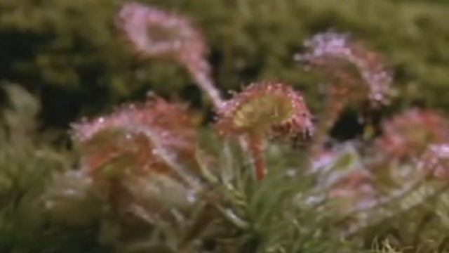 Необычайный охотник Росянка! смотреть онлайн