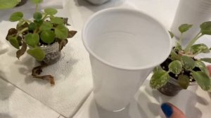 Пересадка фиалок с фитиля! Простой способ!