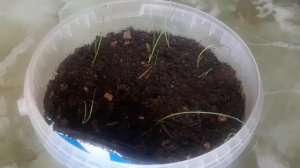 Плохая всхожесть лука шалота Цебруне 13 марта 2022