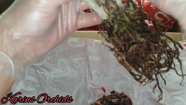 Lucke orchideen Brazil fresh import orchid unboxing смотреть онлайн